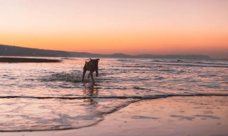 dog friendly camping at Noosa