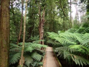 Toolangi State Forest