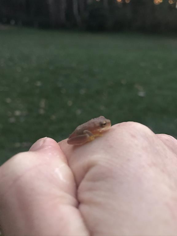 small frog adder rock