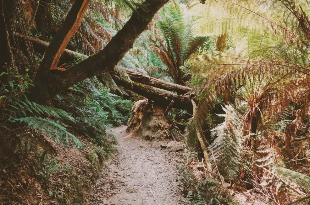 Great Otway National Park