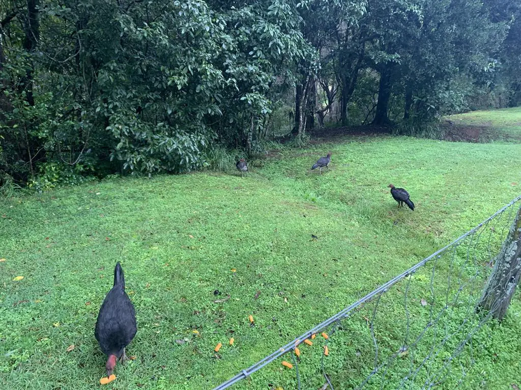 brush turkeys