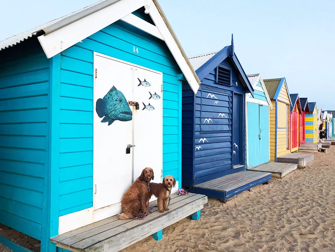 🐕 Dog friendly camping grounds on the Mornington Peninsula [2023