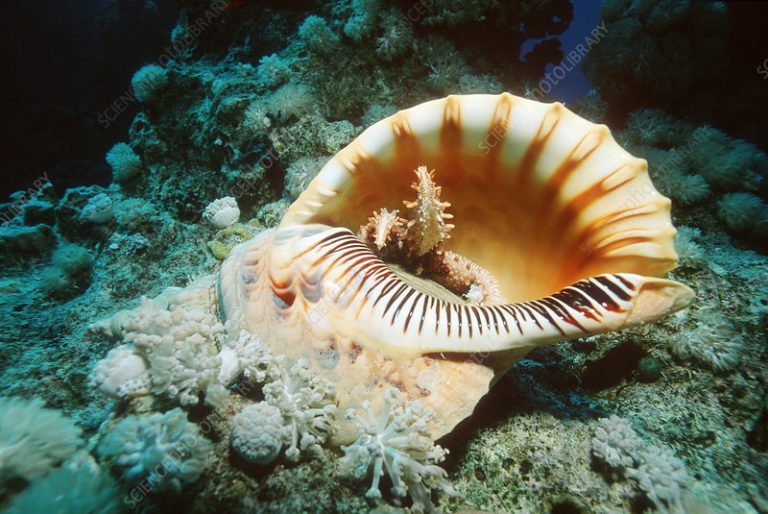 giant triton shell
