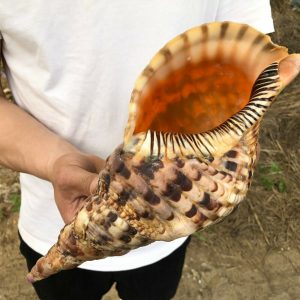 giant triton shell