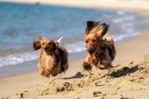 dog friendly camping grounds hervey bay